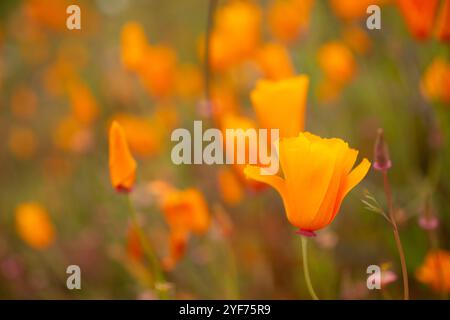 Ein Blick auf wilde, goldene Mohnblumen Kaliforniens, gesehen in Lake Elsinore, Kalifornien. Stockfoto