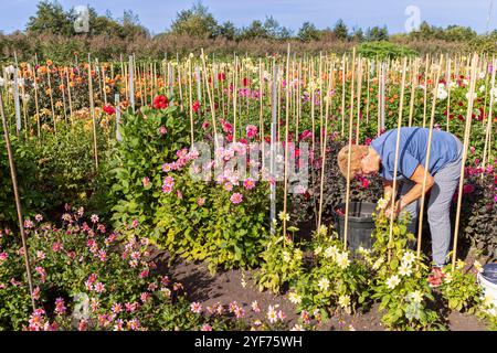 Frau kümmert sich um die bunten blühenden Dahlien in einer Blumenstube. Stockfoto