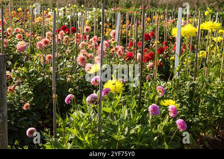 Farbenfroher Dahliengarten in voller Blüte im Herbst in Aalsmeer. Stockfoto