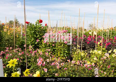 Farbenfroher Dahliengarten in voller Blüte im Herbst in Aalsmeer. Stockfoto