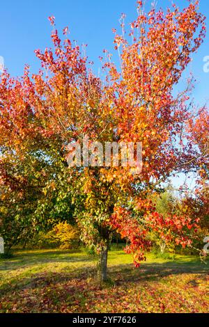 Pyrus betulifolia Herbstbaum Oktober im Garten, blauer Himmel sonniger Tag Stockfoto
