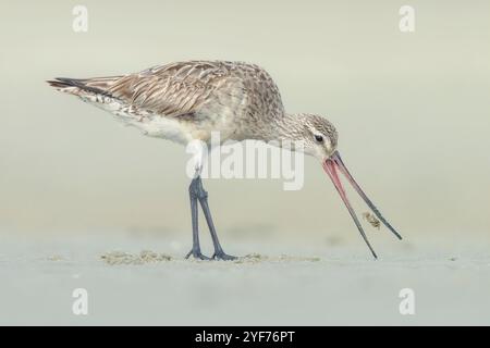 Wilder Barschwanzgottwit (Limosa lapponica), der eine kleine Krabbe an einem Sandstrand, Australien, ernährt Stockfoto