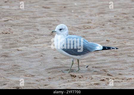 Gewöhnliche Möwe (Larus canus), Einzelvogel am Sandstrand in NortNorfolk, England, Großbritannien Stockfoto