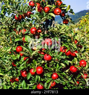 Rote Äpfel, die auf Spalierbäumen Reifen, Schwarzwald, Deutschland, Baden-Württemberg, Deutschland, Europa, Stockfoto