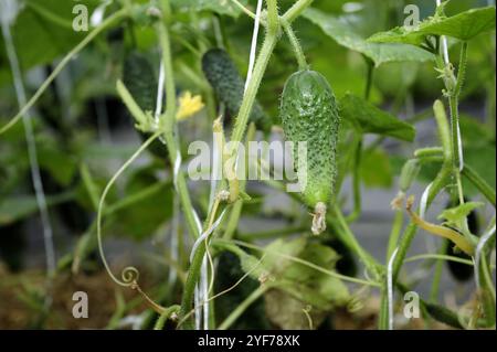 Gurke, grün, frisch, Stilleben, Lebensmittel gesund frische Details, gesunde Landwirtschaft, keine chemischen Zusätze, keine gvo, sauber, Essen Stockfoto