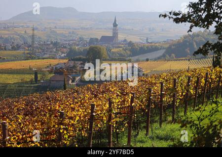 Eppan, Südtirol, Italien 29. Oktober 2024: Ein Herbsttag bei Eppan. Hier der Blick oberhalb von Missian auf St. Pauls mit der Pfarrkirche, davor goldgelbene Weinberge, Reben, Weinreben, Färbung, Herbst, Farbenspiel, Laubfärbung, wandern, spazieren, Tourismus *** Eppan, Südtirol, Italien 29 Oktober 2024 ein Herbsttag bei Eppan hier der Blick über Missian auf St Pauls mit der Pfarrkirche, davor goldene gelbe Weinberge, Weinstöcke, Weinstöcke, Färbung, Herbst, Spiel der Farben, Laubfärbung, Wandern, Wandern, Tourismus Stockfoto