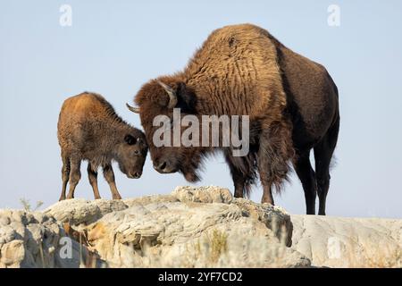 American Bison, Theodore Roosevelt National Park, North Dakota, Kuh und Kalb berühren Köpfe Stockfoto