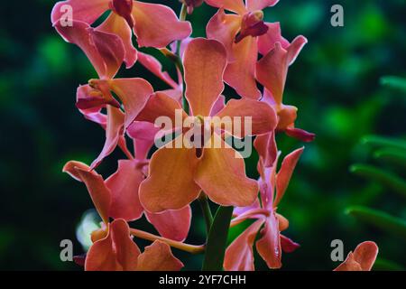 Singapur - 13. August 2024: Orchideenblüten im National Orchid Garden Singapur Stockfoto