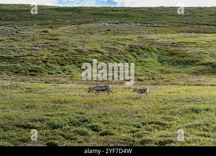 Die Bergreentierkuh Rangifer tarandus tarandus führt ihr Kalb, während sie durch die Landschaft des Städjan Nipfjället Naturschutzgebiets Idre, Schweden, streift Stockfoto