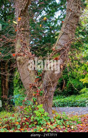 Ein Baum mit Blättern und Weinstöcken, die darauf wachsen. Der Baum lehnt sich nach rechts. Die Blätter sind gelb und braun Stockfoto