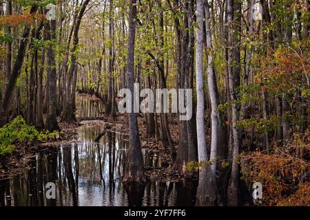 Ein Sumpfbach verschwindet in den wunderschönen Wäldern, die von Bäumen in ihren Herbstfarben hervorgehoben werden. Stockfoto