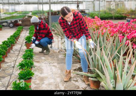 Fokussierte junge Farmerin inspiziert Aloe Vera Stockfoto