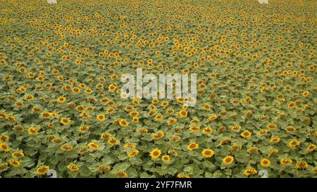 Luftdrohnenaufnahme, fliegt über Sonnenblumenfelder, beginnt tief in der Nähe, steigt zu einem weiten Schuss des gesamten Sonnenblumenfeldes bei weichem Tageslicht auf Stockfoto