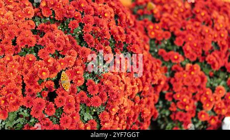 Scharlachblüten. Solider Teppich mit üppigen, hellroten Blumen, Gartenkunst, Nahaufnahme der Blüte Stockfoto