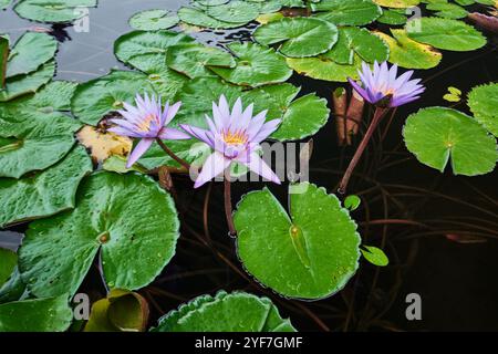 Singapur - August 2024: Lilienteich unter dem Lotus-förmigen Design des Art Science Museums vor Marina Bay Sands Stockfoto