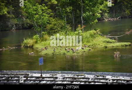 Die kleine Überflutung auf Osceola Island warnt Besucher, draußen zu bleiben. Er ist Teil des South Holston River Dam Systems. Kanadische Gänse genießen Ruhe und Ruhe Stockfoto