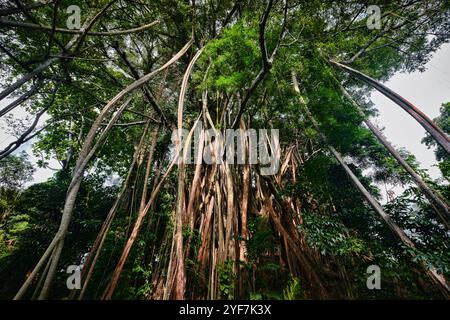 Singapur - 18. August 2024: Riesenbaum im Fort Canning Park Stockfoto