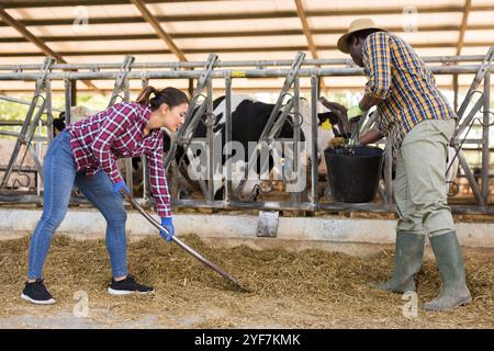 Frau und Mann arbeiten zusammen auf der Viehfarm Stockfoto