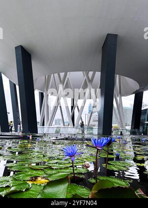 Singapur - August 2024: Lilly-Teich unter dem Lotus-förmigen Design des Art Science Museums vor Marina Bay Sands Stockfoto