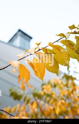 Leuchtende gelbe und orange Herbstblätter stehen vor einem modernen Gebäude mit schrägem Dach, das den Kontrast zwischen Natur und urbanem Elem unterstreicht Stockfoto