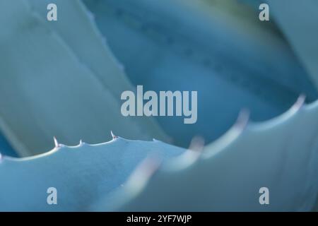 Weiches künstlerisches Hintergrunddetail einer Agavenpflanze mit ihren dornigen Kanten. Die Töne sind blau und grünlich und Tequila, Mezcal, Pulque und andere typische Stockfoto