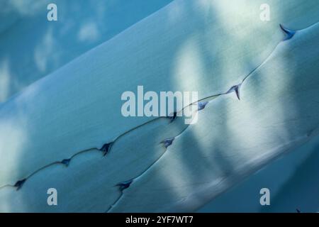 Künstlerisches Hintergrundbild einer Agavenpflanze, der Tekoja-Pflanze. Punkt der Pflanze, an dem sich die Blätter mit ihren Stacheln vom Stamm trennen Stockfoto