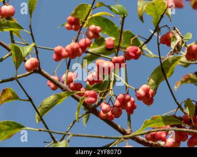 Euonymus europaeus Pflanze. Spindelzweige im Herbst. Europäische oder gewöhnliche Spindelrosa Kapselfrüchte. Stockfoto