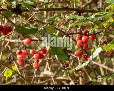 Dioscorea communis oder Tamus communis hellrote, durchscheinende Beeren. Schwarzer Bryony, Damensiegel oder schwarze Bindweed Pflanze. Stockfoto