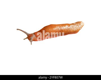 Spanische Schnecke isoliert auf weißem Hintergrund. Arion vulgaris terrestrische pulmonale Gastropodenmuschel. Killerschnecke landwirtschaftlicher Schädling. Invasive Spezies. Stockfoto