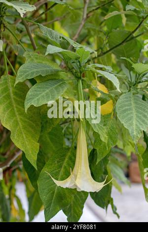 Brugmansia suaveolens Blüte und Blätter. Brasilianischer weißer Engel Trompete, weiße Blüte und Laub. Engels Tränen oder verschneite Engelstrompete blühender Orname Stockfoto