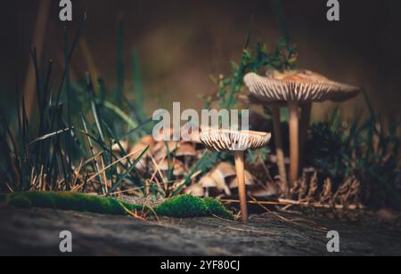 Makrofotografie einer Gruppe winziger Pilze, umgeben von Gras, niedriger Winkel, dunkle Stimmung Stockfoto