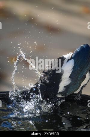 Schwarzschnabelelelpie, lateinischer Name: Pica hudsonia, bei einem Vogelbad, taucht mit einem Spritzer ins Wasser Stockfoto