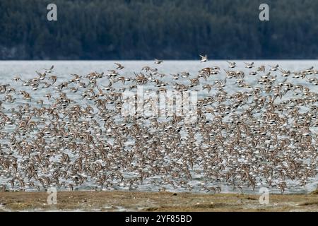 Sandpiper Migration, Frühling, Küste Alaska Stockfoto