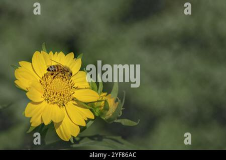 Honigbiene APIs mellifera sammelt Pollen auf einem gelben Sonnenblumengrünen Hintergrund Kopierraum. Stockfoto