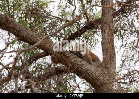 Ein Koala, der in einem Winkel zwischen zwei Zweigen hoch oben in einem Gummibaum schläft, in Lakes Entrance, Victoria, Australien. Stockfoto