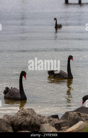 Vier schwarze Schwäne schwimmen in einem See in der Nähe der Küste, mit Felsen im Vordergrund an einem bewölkten Tag im Sommer. Stockfoto