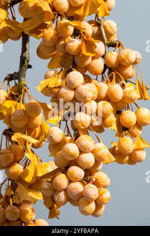 Reife Reife Maidenhair Tree Beries Seeds Herbst Herbst Herbst Herbst Oktober reifende Früchte hängen an einem Zweig Ginkgo biloba Stockfoto