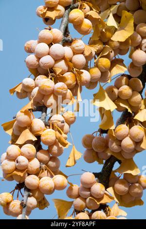 Ginkgo biloba Beeren Früchte Maidenhair Baum Samen Reifen auf Twig Stockfoto