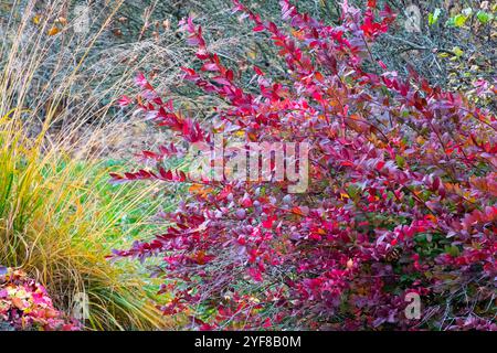 Virginia Sweetspire Itea virginica „Longspire“-Garten im Herbst Stockfoto