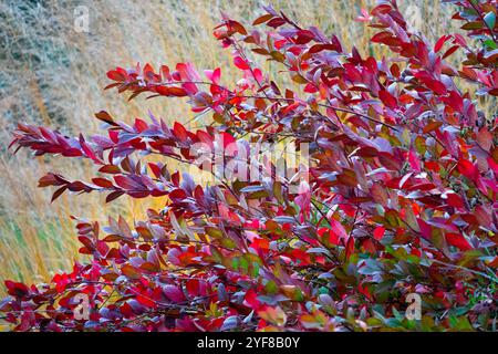 Virginia Sweetspire Itea virginica „Longspire“ Red Turn Laub Stockfoto