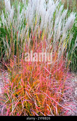 Miscanthus sinensis 'Ghana' Herbstsaison November Mädchen Gras Chinesisches Silbergras Eulalia, Gartenpflanzen mehrjährig Stockfoto