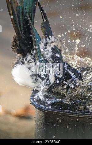 Schwarzschnabelelelpie, lateinischer Name: Pica hudsonia, bei einem Vogelbad, taucht mit einem Spritzer ins Wasser Stockfoto