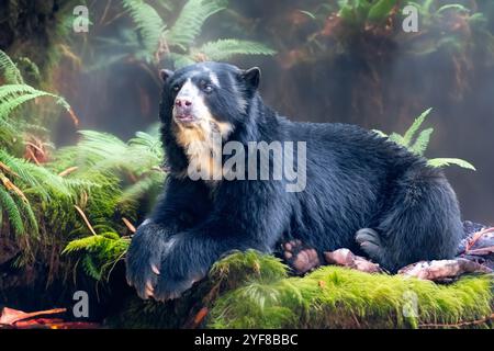 Brillenbär (Tremarctos ornatus) mit selektivem Fokus und Tiefenunschärfe. Stockfoto