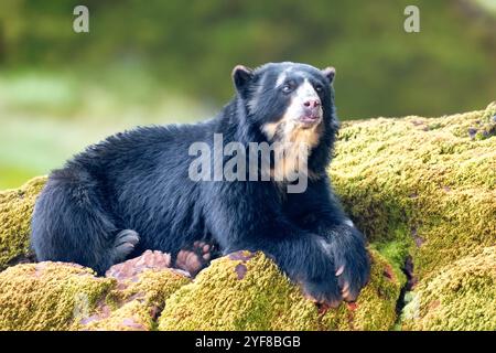 Brillenbär (Tremarctos ornatus) mit selektivem Fokus und Tiefenunschärfe. Stockfoto