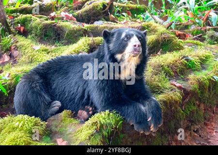 Brillenbär (Tremarctos ornatus) mit selektivem Fokus und Tiefenunschärfe. Stockfoto