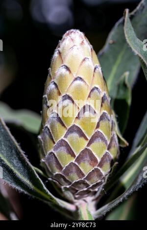 Die Blüte einer rosa Eis-Protea-Blume, kurz bevor sie blüht. Stockfoto