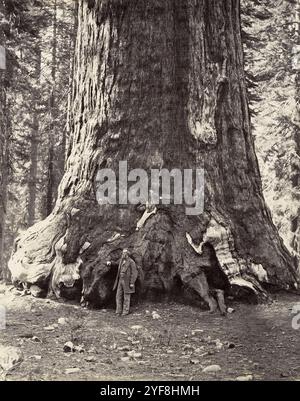 Abschnitt des Grizzly Giant, Yosemite, fotografiert von Carleton Watkins im Jahr 1865. Er war ein Pionier der großformatigen Landschaftsfotografie mit einer riesigen Kamera, die 18x22 Zoll Glasnegative verwendete. Sein Lieblingslokal war Yosemite Vallley in Califonia und seine Fotos vom Tal waren ein wichtiger Faktor bei der Entscheidung der US-Regierung, es als Nationalpark zu erhalten. Stockfoto