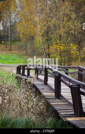 Eine friedliche Herbstszene mit einem Holzsteg inmitten eines Waldes mit lebhaften gelben Bäumen und einer ruhigen Umgebung, perfekt für inspira im Freien Stockfoto