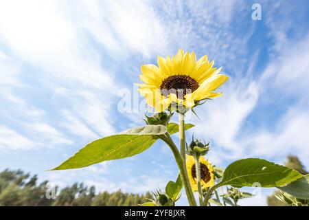 Sonnenblume in voller Blüte auf dem Feld Stockfoto