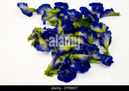 Diese fesselnde Fotoserie zeigt die lebendige Schönheit der Schmetterlingserbsenblüten (Clitoria ternatea) in einer Vielzahl von Kompositionen. Stockfoto